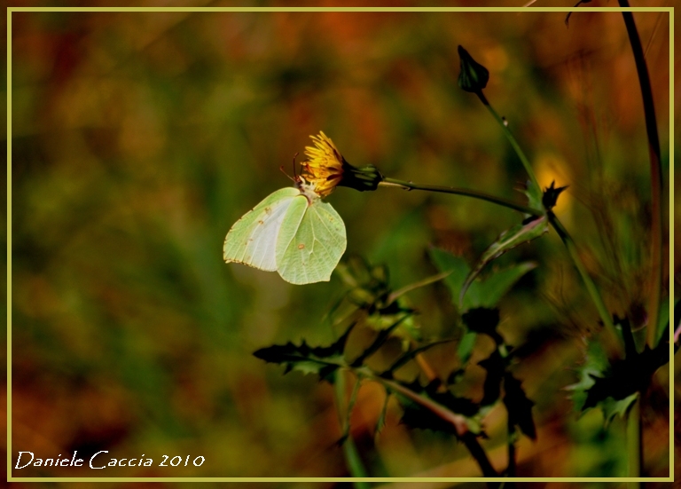 Gonepteryx rhamni?